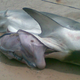 Illustration for article titled Here Are Some Grisly Photos Of A Sailors Body Parts After Being Eaten By This Tiger Shark